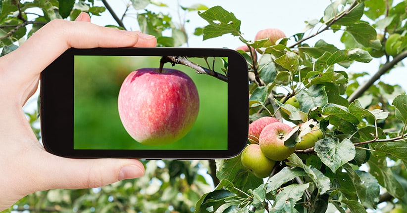 Mit der #App Schadstoffe in Äpfeln aufspüren