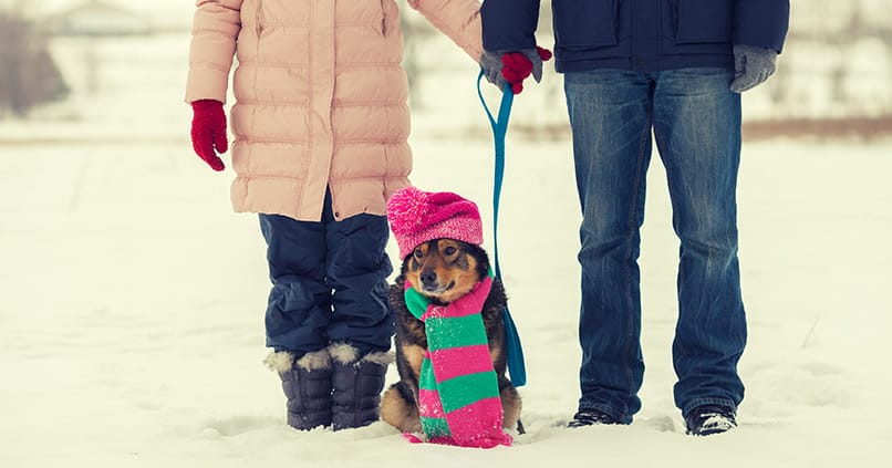 So wird der Winterspaziergang mit dem Hund ein Vergnügen