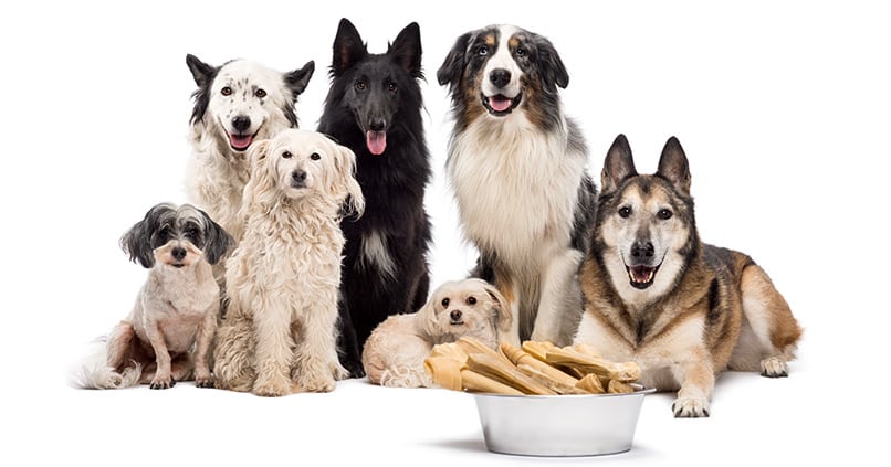 Welche Hunderasse eignet sich besonders für Anfänger?