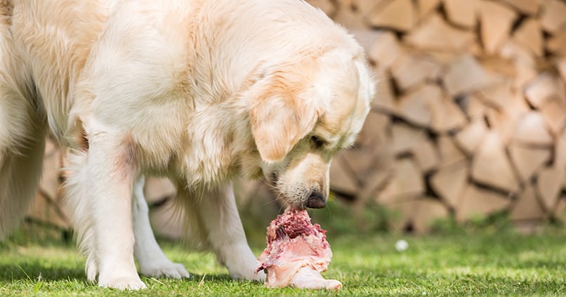 Wie-ungesund-ist-rohes-Fleisch-für-Hunde-und-Herrchen