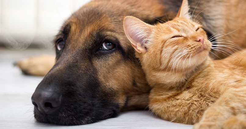 Hund und Katze unter einem Dach – so klappt es mit dem friedlichen Zusammenleben