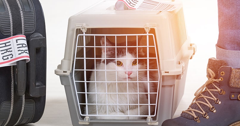 Flugreisen mit Haustieren – das sollten die Halter beachten