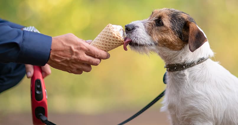 Gefährliche Lebensmittel für Hunde - was Vierbeiner nicht fressen dürfen