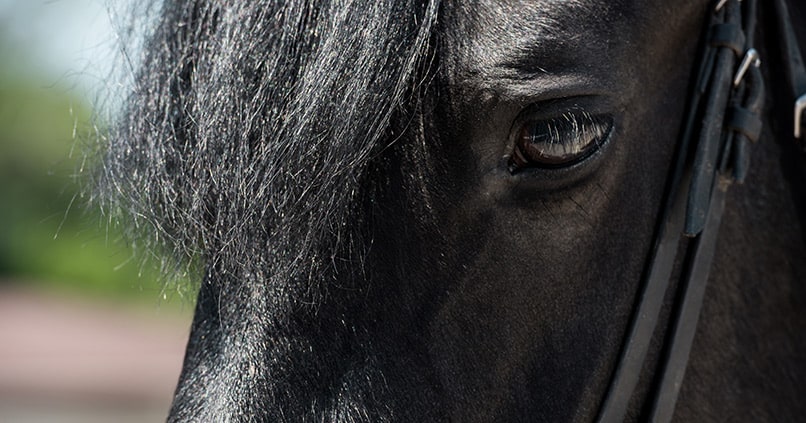 Birkenwasser für Pferde - ein gutes Mittel für Mähne und Schweif