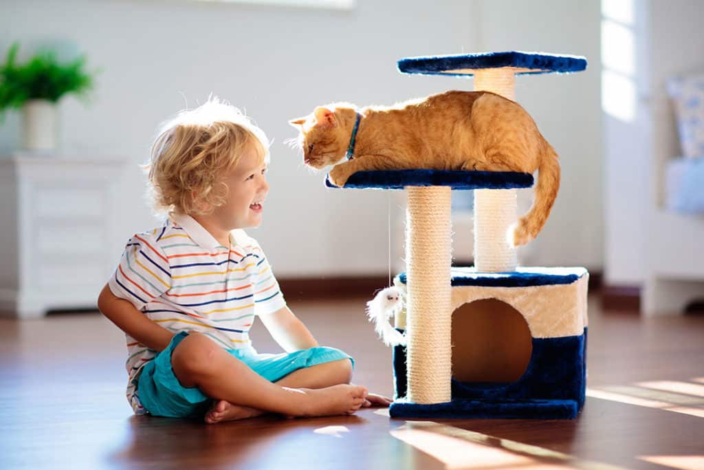 Was ist bei der Erstausstattung für Katzen wichtig?