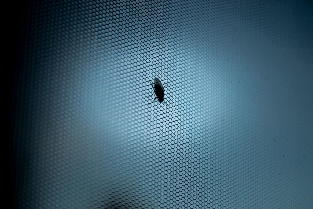 Fliegengitter für Fenster und Türen – ein effektiver Schutz