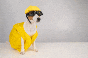 Hundepool und kühlende Matten – Sommererfrischungen für Haustiere