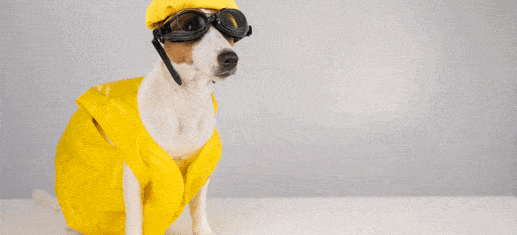 Hundepool und kühlende Matten – Sommererfrischungen für Haustiere