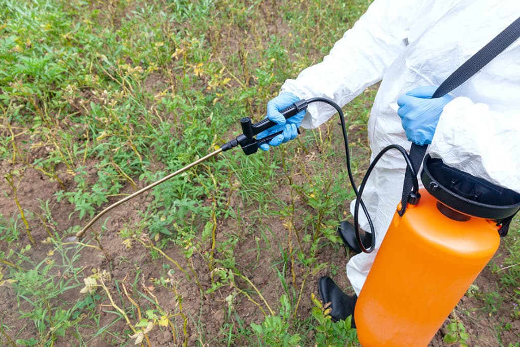 Unkraut vernichten – welche Mittel helfen effektiv?