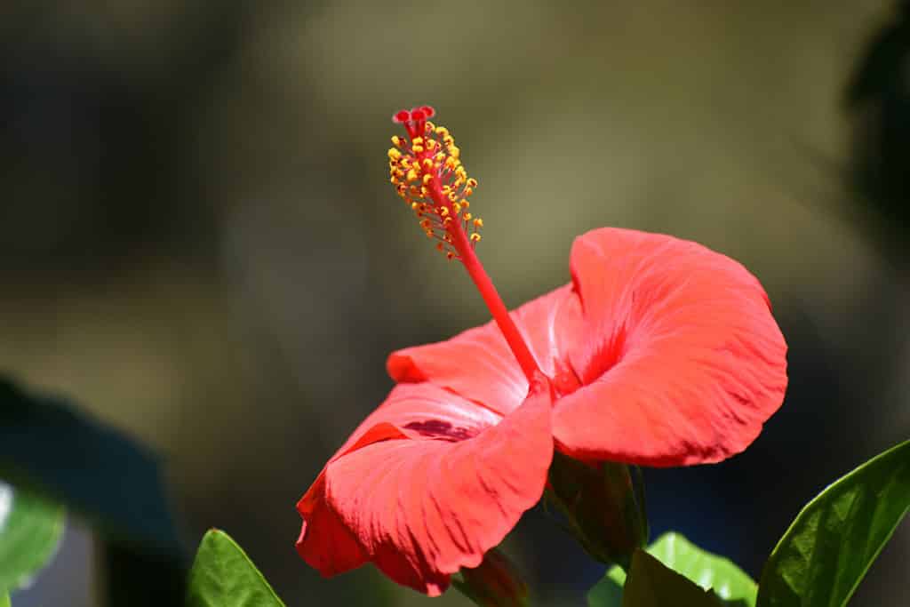 Hibiskusblütentee – schöne Blumen für einen gesunden Tee