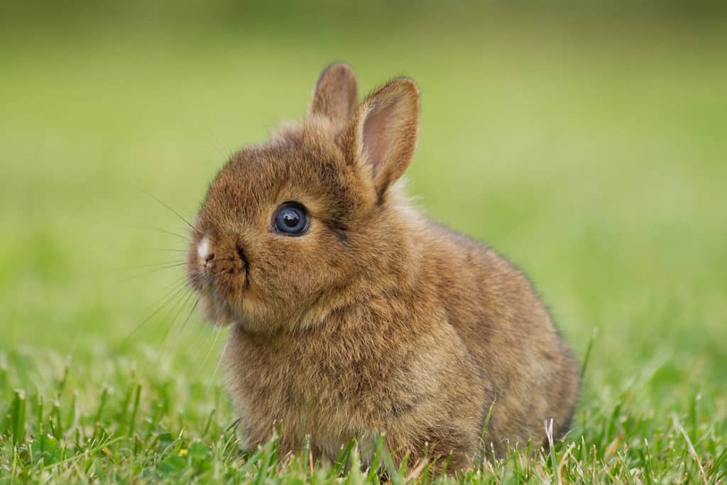 Was ist bei der Haltung von Zwergkaninchen zu beachten?