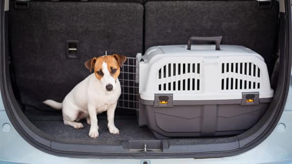 Wie lässt sich der Hund an die Transportbox gewöhnen?
