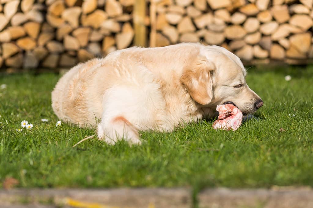 Barfen: Darum ist es sinnvoll