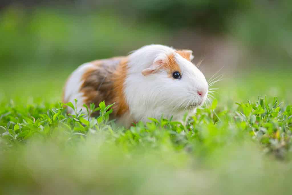 Sind Meerschweinchen die passenden Haustiere?