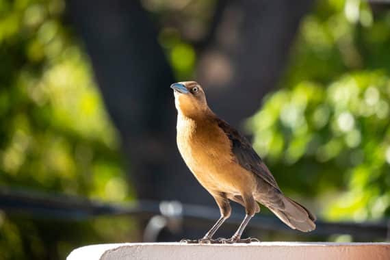 Vögel füttern auf dem Balkon – ist das erlaubt?