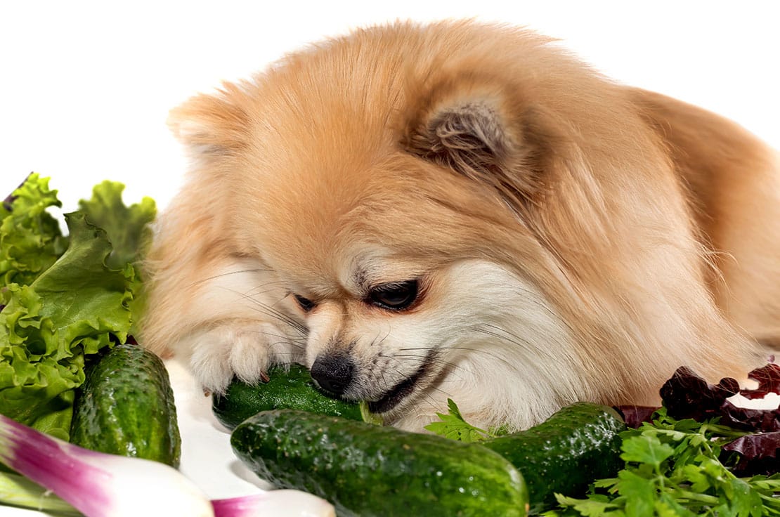 Hunde vegetarisch ernähren – eine gute Entscheidung?