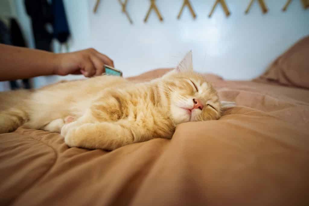Was sollte beim Umgang mit einer Katze vermieden werden?