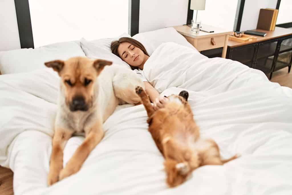 Darf der Hund ins Bett?