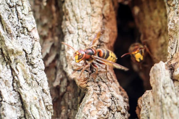 Hornissen – harmlose oder gefährliche Insekten?