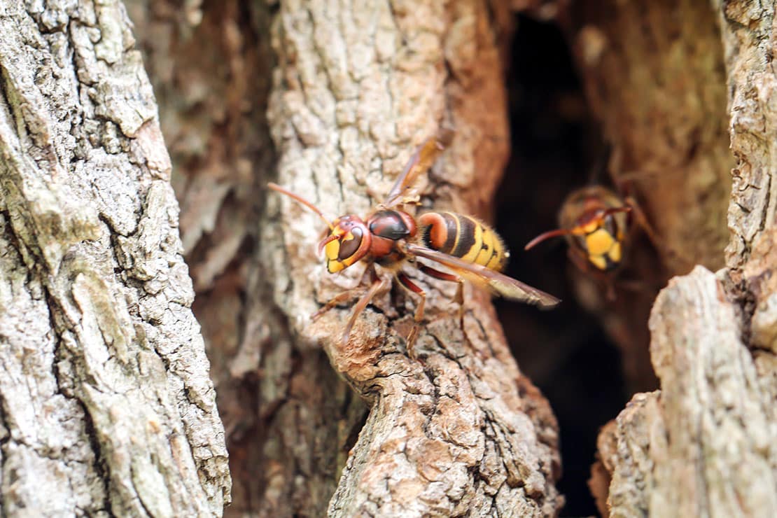 Hornissen – harmlose oder gefährliche Insekten?
