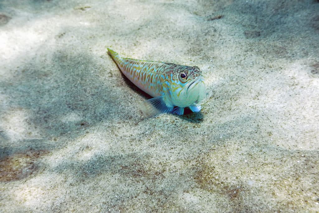 Das Petermännchen – ein gefährlicher Fisch