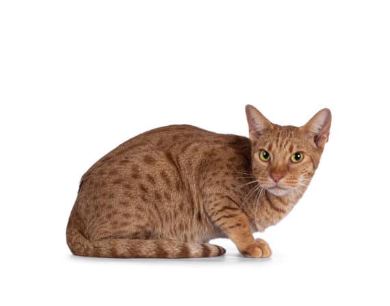 Warum die Katzenrasse Ocicat nicht nur Katzenfans begeistert