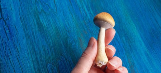 Können Pilze bei Depressionen helfen?