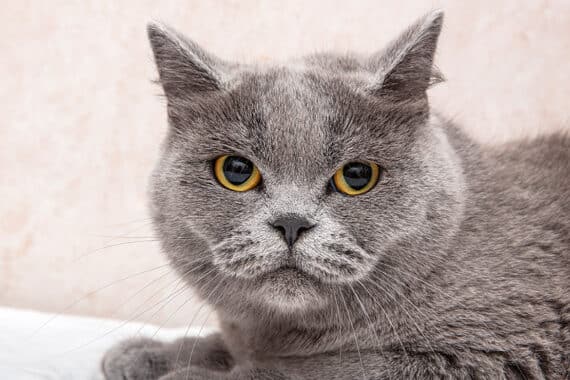 Beliebte Katzenrassen in Deutschland - wer schnurrt ganz vorn mit?