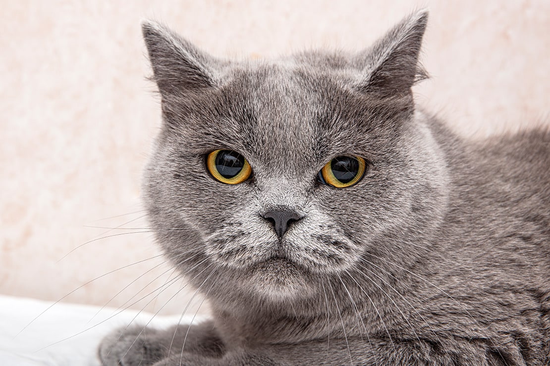 Beliebte Katzenrassen in Deutschland – wer schnurrt ganz vorn mit?