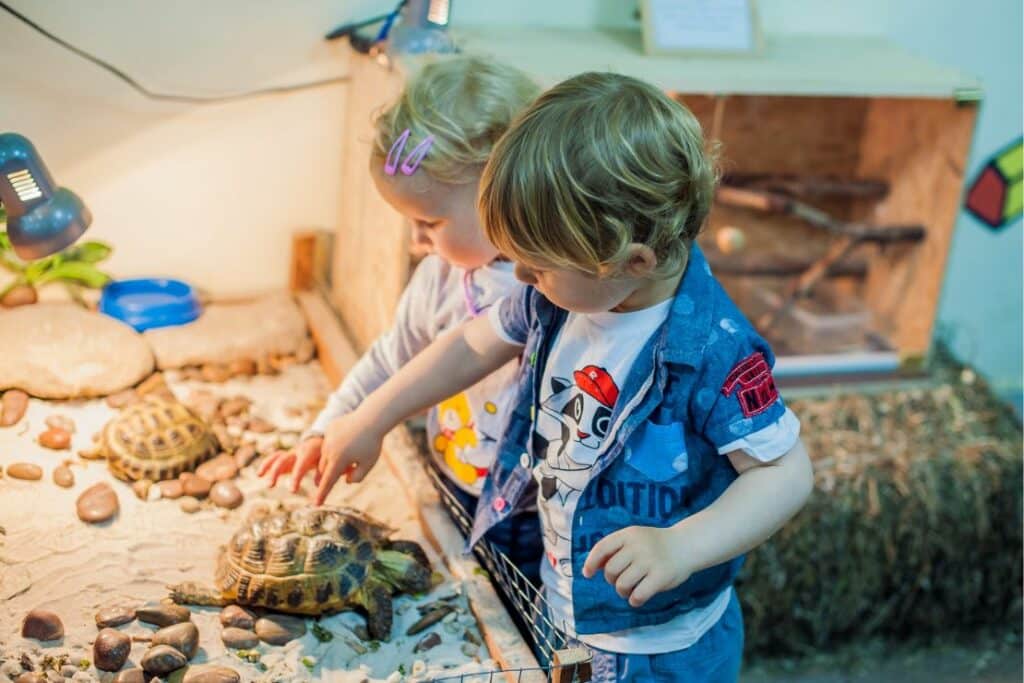Die Schildkröte als Haustier – so fühlen sich die Reptilien wohl