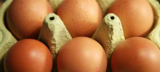 Eierproduktion nimmt zu