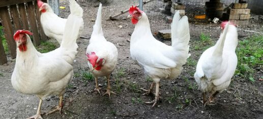 Özdemir will Vorgaben für Schutz von Küken im Ei anpassen