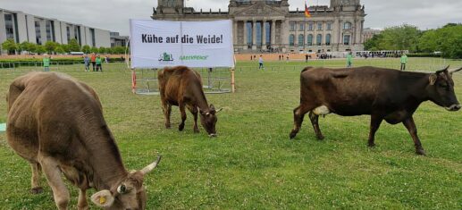 Greenpeace-protestiert-mit-Kuehen-vor-dem-Reichstag.jpg