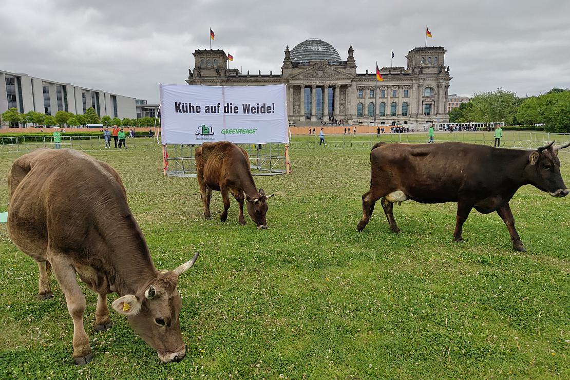 Greenpeace protestiert mit Kühen vor dem Reichstag