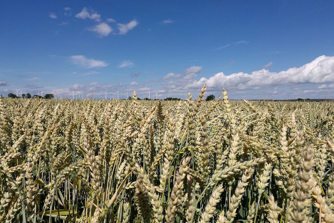 Özdemir gegen längere Importbeschränkung für ukrainisches Getreide