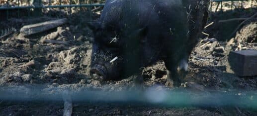 Schweinebestand geht weiter deutlich zurück