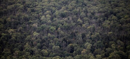 Waldbraende-Forstwirtschaftsrat-verlangt-mehr-Loeschflugzeuge.jpg