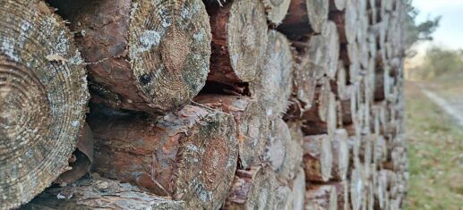 Geywitz fordert sorgsameren Umgang mit Holz