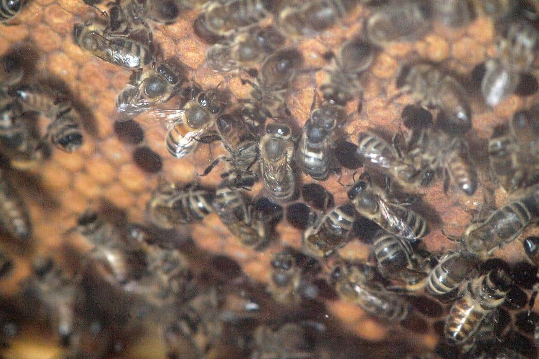 Imker warnen vor ruinösem Preiskampf durch Honig-Importe