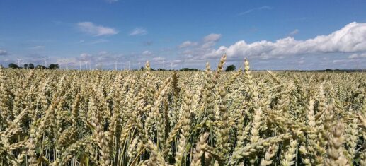 London: Russland plante schon länger Ausstieg aus Getreideabkommen