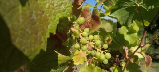 FDP-sorgt-sich-um-Weinbauflaechen-wegen-EU-Pflanzenschutzverordnung.jpg