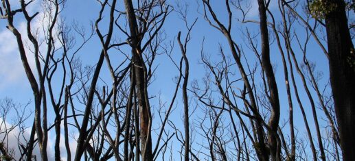 Klimaforscher Latif erwartet mehr Waldbrände