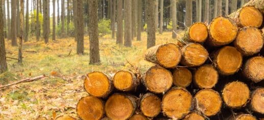 Lärchenholz – ein Holz mit guten Eigenschaften
