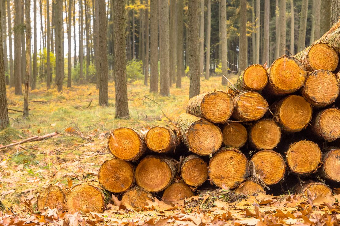 Lärchenholz – ein Holz mit guten Eigenschaften