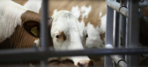 SPD und Grüne drängen auf Einführung einer Tierwohl-Abgabe