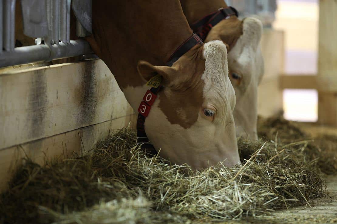 Niedersachsen drängt auf weitere Gelder für Tierhaltungsumbau