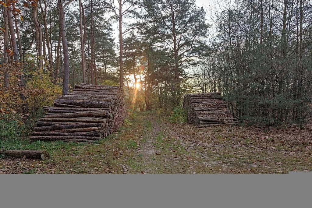 155 Millionen Euro im Rahmen des Wald-Klima-Pakets abgerufen