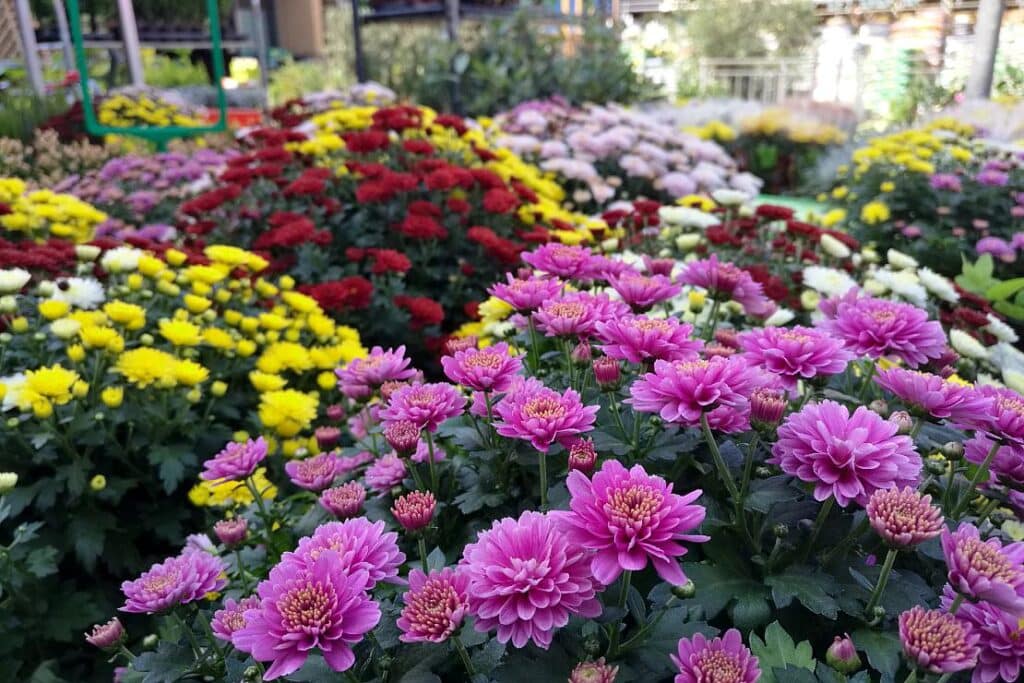 Preise für Schnittblumen überdurchschnittlich gestiegen