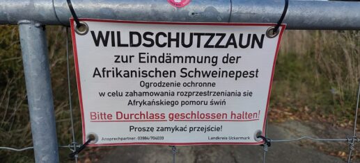 Schweinepest-Sperrzone-in-Brandenburg-weiter-verkleinert.jpg