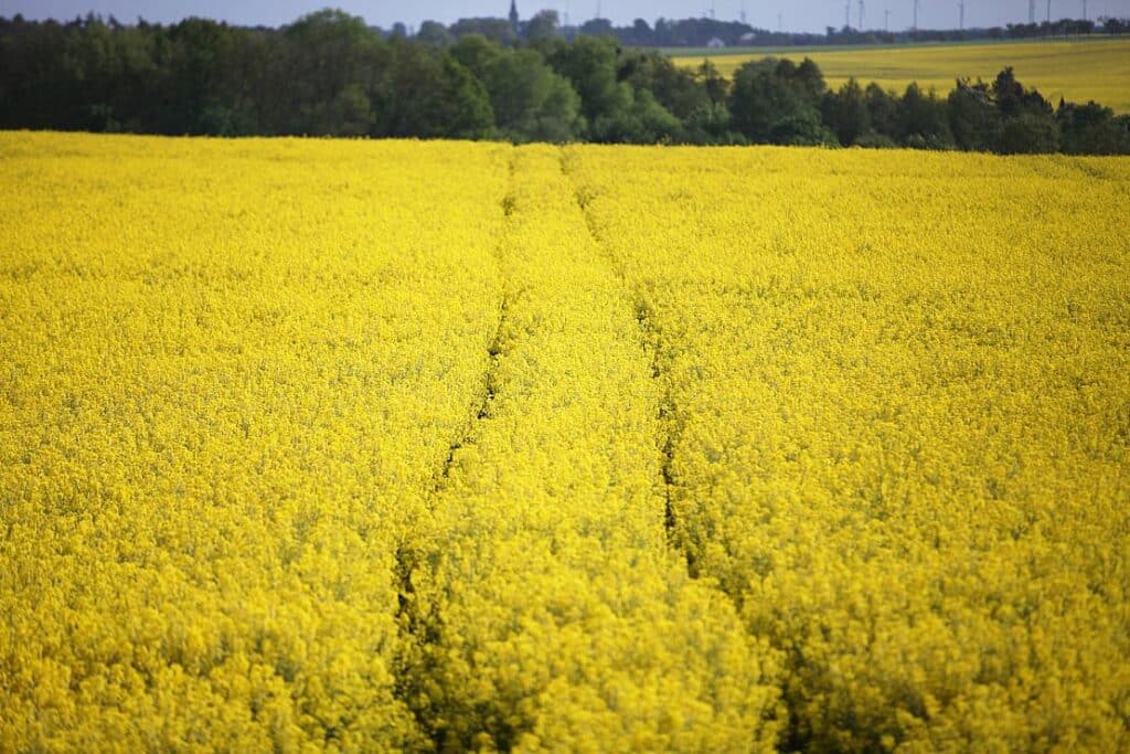 Landwirtschaftliche Erzeugerpreise weiter rückläufig